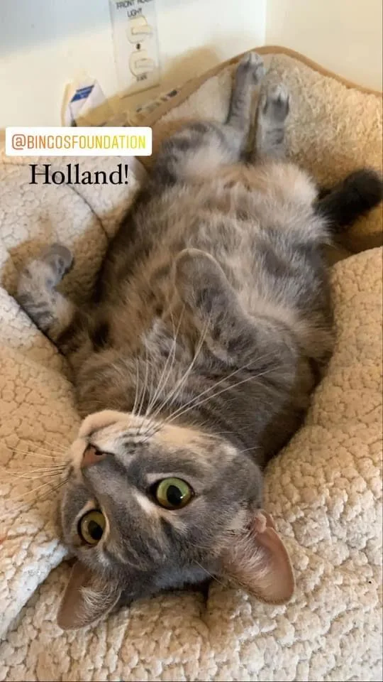 Holland thumbnail 3