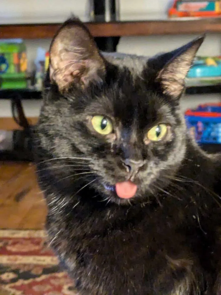 An adult small-sized female Black Domestic Short Hair cat named Vivian for adoption in Plymouth, MI
