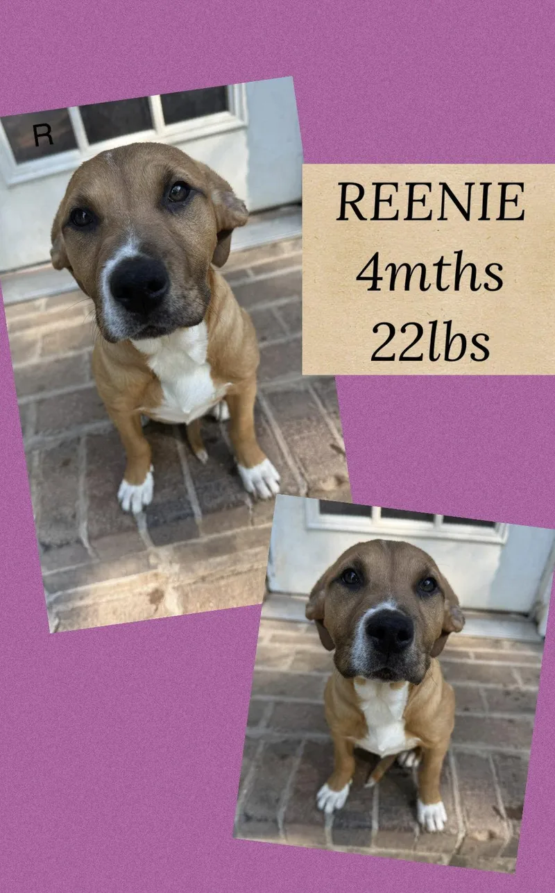 A young medium-sized female Terrier dog named Reenie for adoption in Holbrook, NY