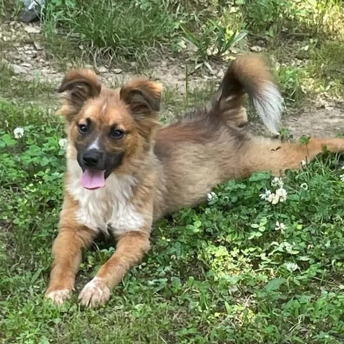 An adult medium-sized female Australian Shepherd dog named Mocha Latte for adoption in Olathe, KS