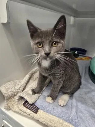 A baby small-sized female Domestic Short Hair cat named School for adoption in Roseville, CA