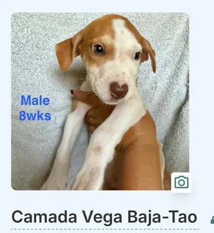 A baby small-sized male Mixed Breed dog named Tao for adoption in Washington, DC