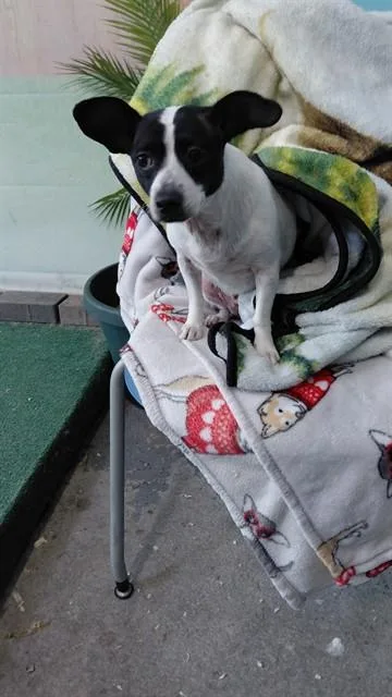 A young medium-sized female Chihuahua dog named Elsie for adoption in Baldwin Park, CA
