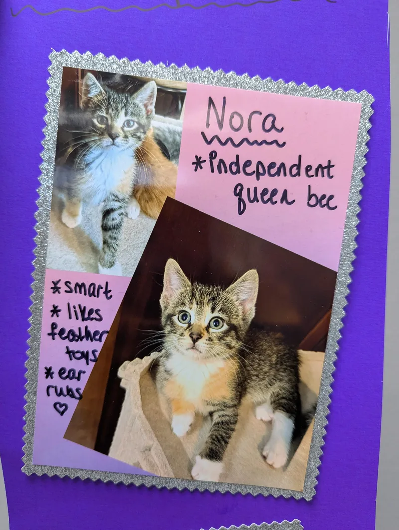 A baby medium-sized female Domestic Short Hair cat named Nora for adoption in Oconto, WI