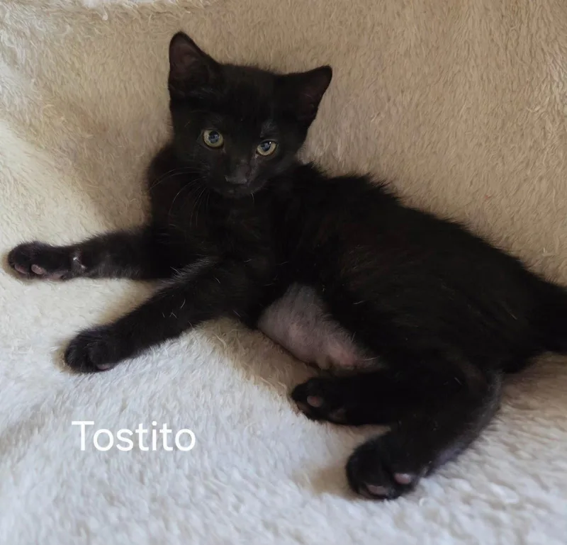 A baby medium-sized female Black Domestic Short Hair cat named Tostito for adoption in Oviedo, FL
