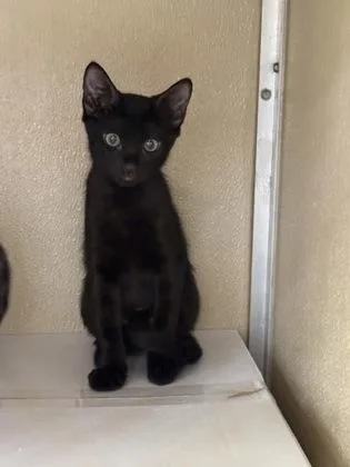A baby small-sized male Domestic Short Hair cat named Louie for adoption in Honolulu, HI