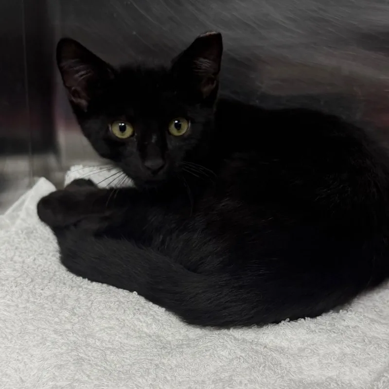 A baby small-sized male Black Domestic Short Hair cat named Ryder for adoption in East Hanover, NJ