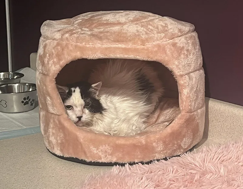 A senior medium-sized female Domestic Short Hair cat named Lacey for adoption in Aurora, CO