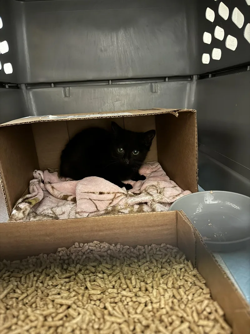 A young medium-sized female Domestic Short Hair cat named Gremlin for adoption in Springfield, MO