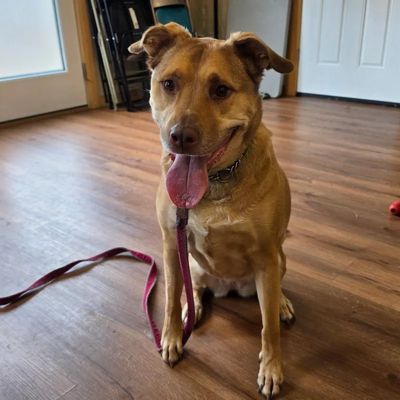 An adult large-sized female Golden Labrador Retriever dog named Cinnamon for adoption in Easton, PA