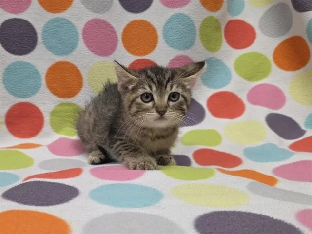 A baby small-sized female Domestic Short Hair cat named Jamon for adoption in Ames, IA