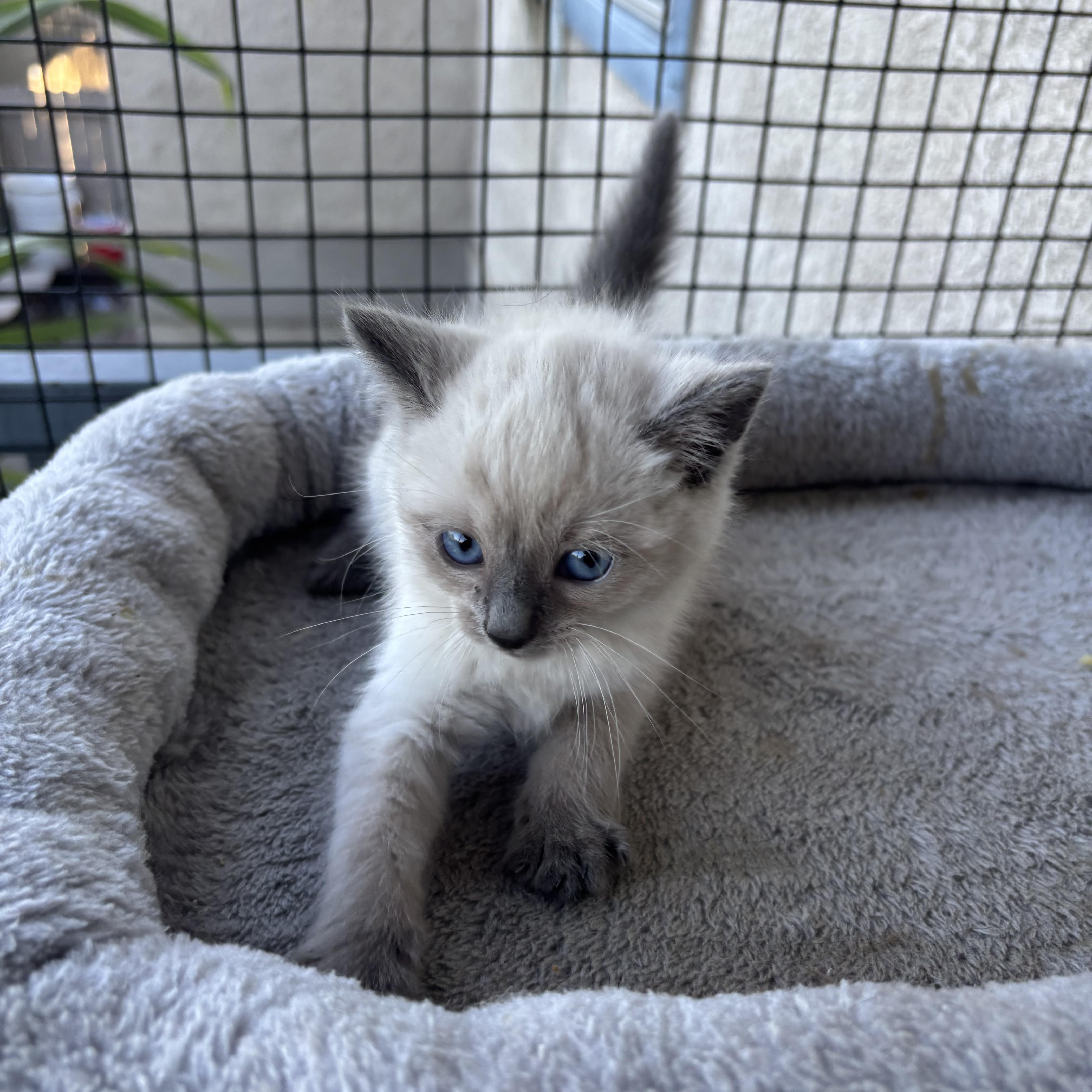 A baby small-sized male Blue Point Snowshoe cat named Cedar for adoption in Costa Mesa, CA