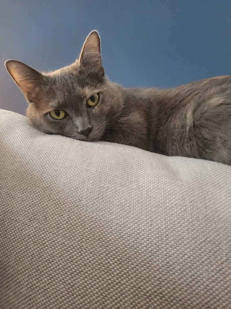 An adult medium-sized female Manx cat named Ursa for adoption in Mount Pleasant, SC
