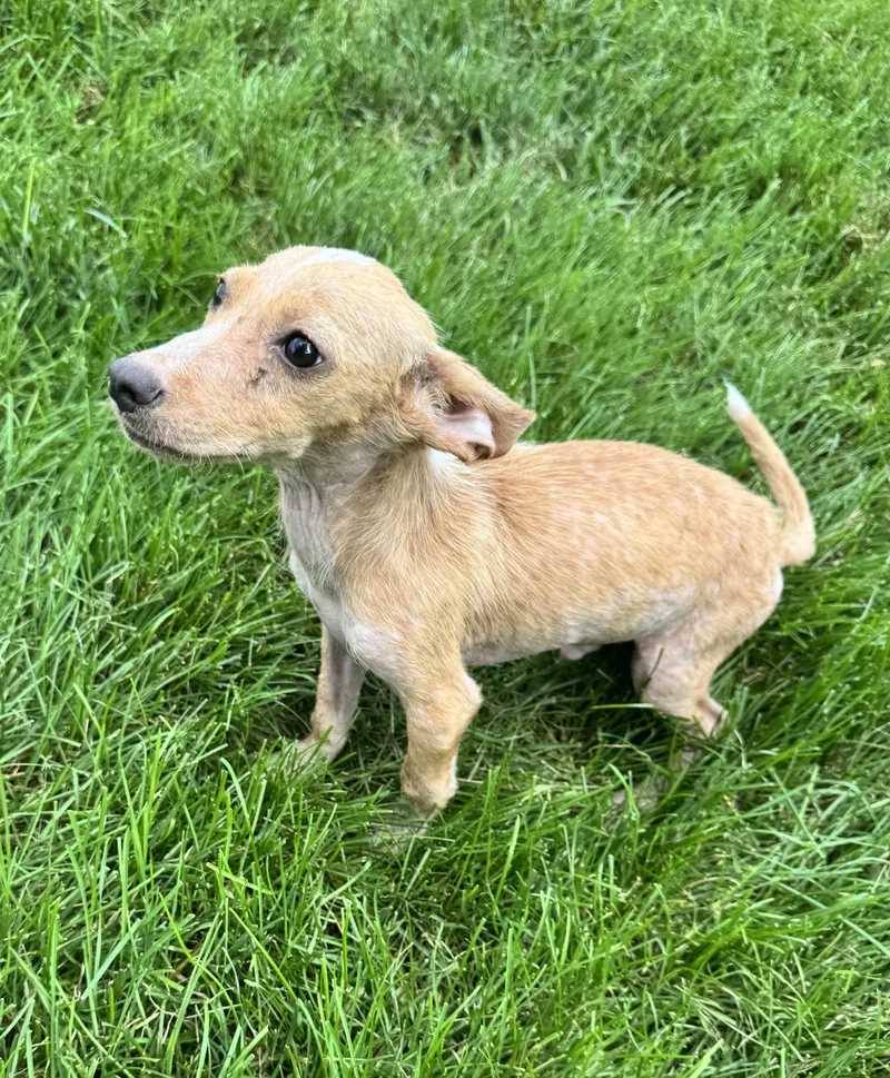 A baby medium-sized male Chiweenie dog named Bandit for adoption in Gainesville, VA