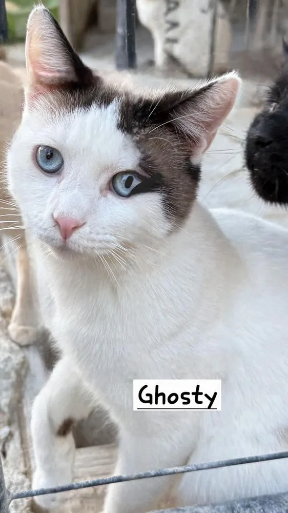 An adult medium-sized male Turkish Van cat named Ghosty for adoption in Calimesa, CA