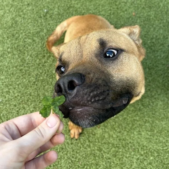 An adult medium-sized male Brown / Chocolate Pit Bull Terrier dog named Manny for adoption in Greensboro, NC