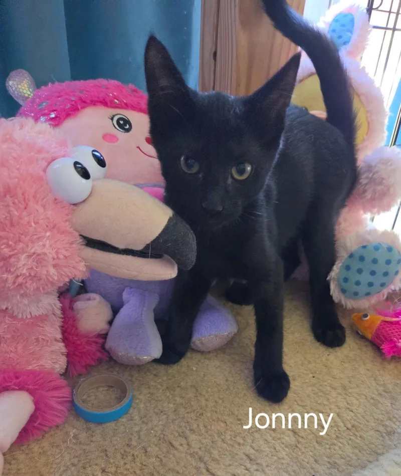 A baby medium-sized male Black Domestic Short Hair cat named Johnny for adoption in Oviedo, FL