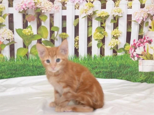 A baby small-sized male Domestic Short Hair cat named Rusty for adoption in Oroville, CA