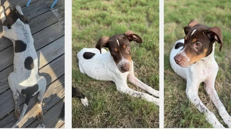 A young medium-sized male German Shorthaired Pointer dog named Oliver for adoption in Winter, WI