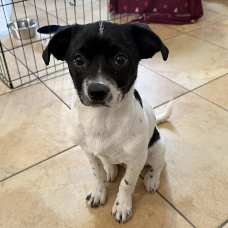 A baby small-sized male Chihuahua dog named Cottontail for adoption in Henderson, NV