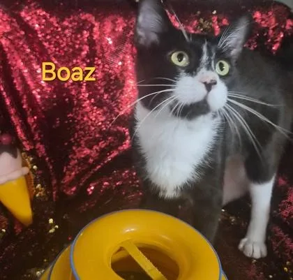 An adult medium-sized male Domestic Short Hair cat named Boaz for adoption in Conway, SC