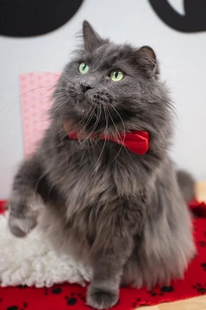 Sterling thumbnail 2