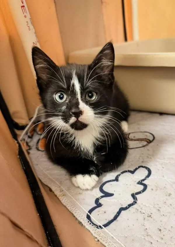 A baby medium-sized male Black & White / Tuxedo Domestic Short Hair cat named Pluto for adoption in Philadelphia, PA