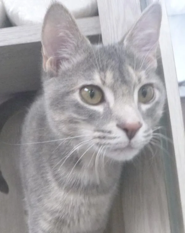 A young medium-sized female Domestic Short Hair cat named Mirabel for adoption in Lafayette, LA