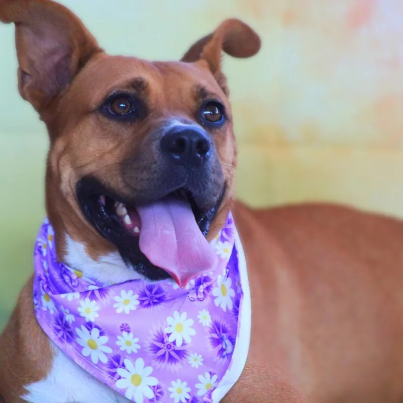 Gracie Belle JuM thumbnail 5