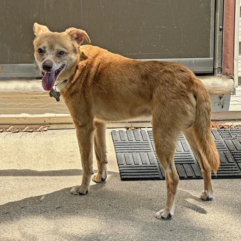 A senior small-sized male Yellow / Tan / Blond / Fawn Chihuahua dog named Max for adoption in Wichita, KS