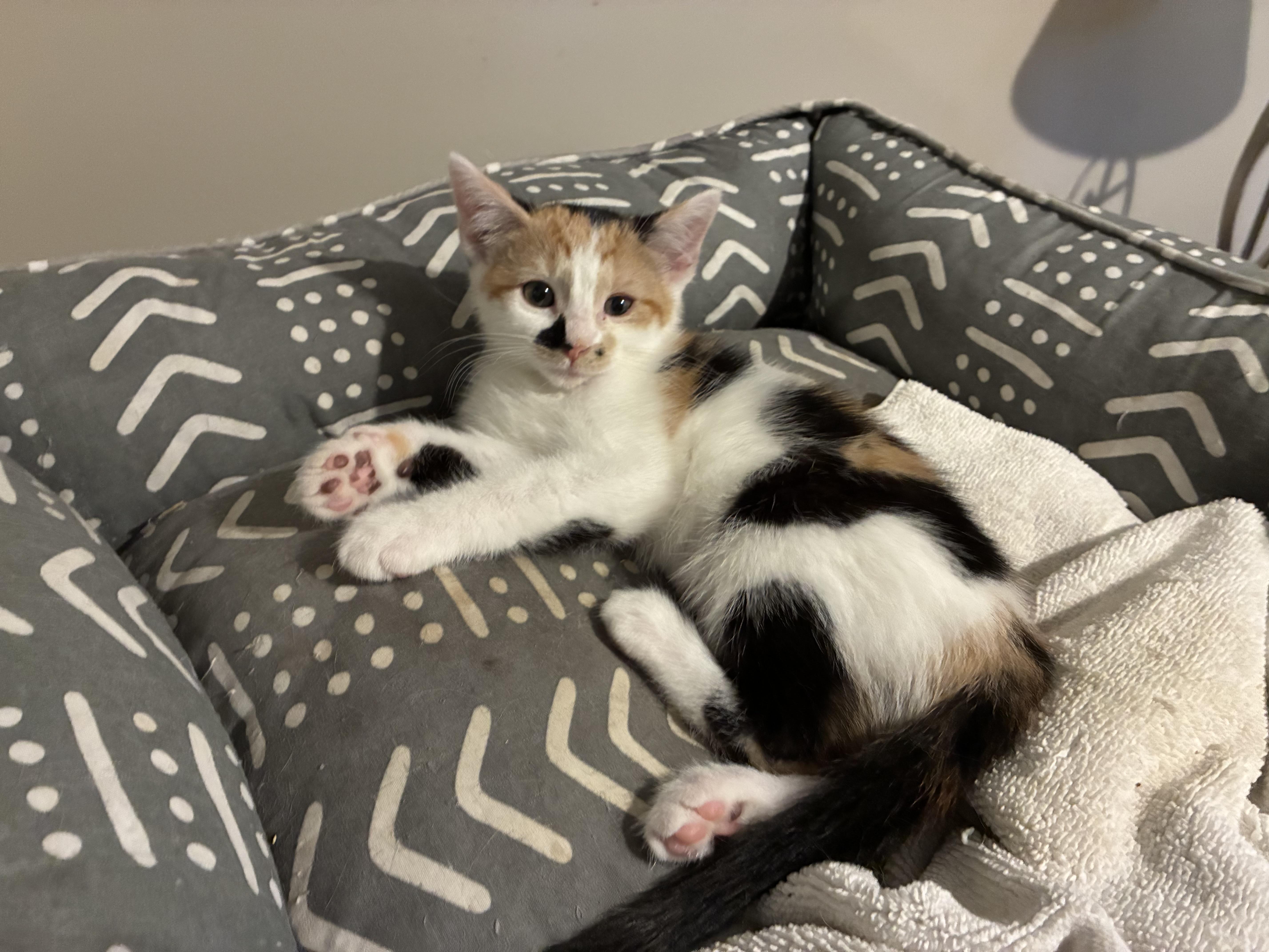 A young small-sized female Calico cat named Chippie for adoption in Lindenhurst, NY