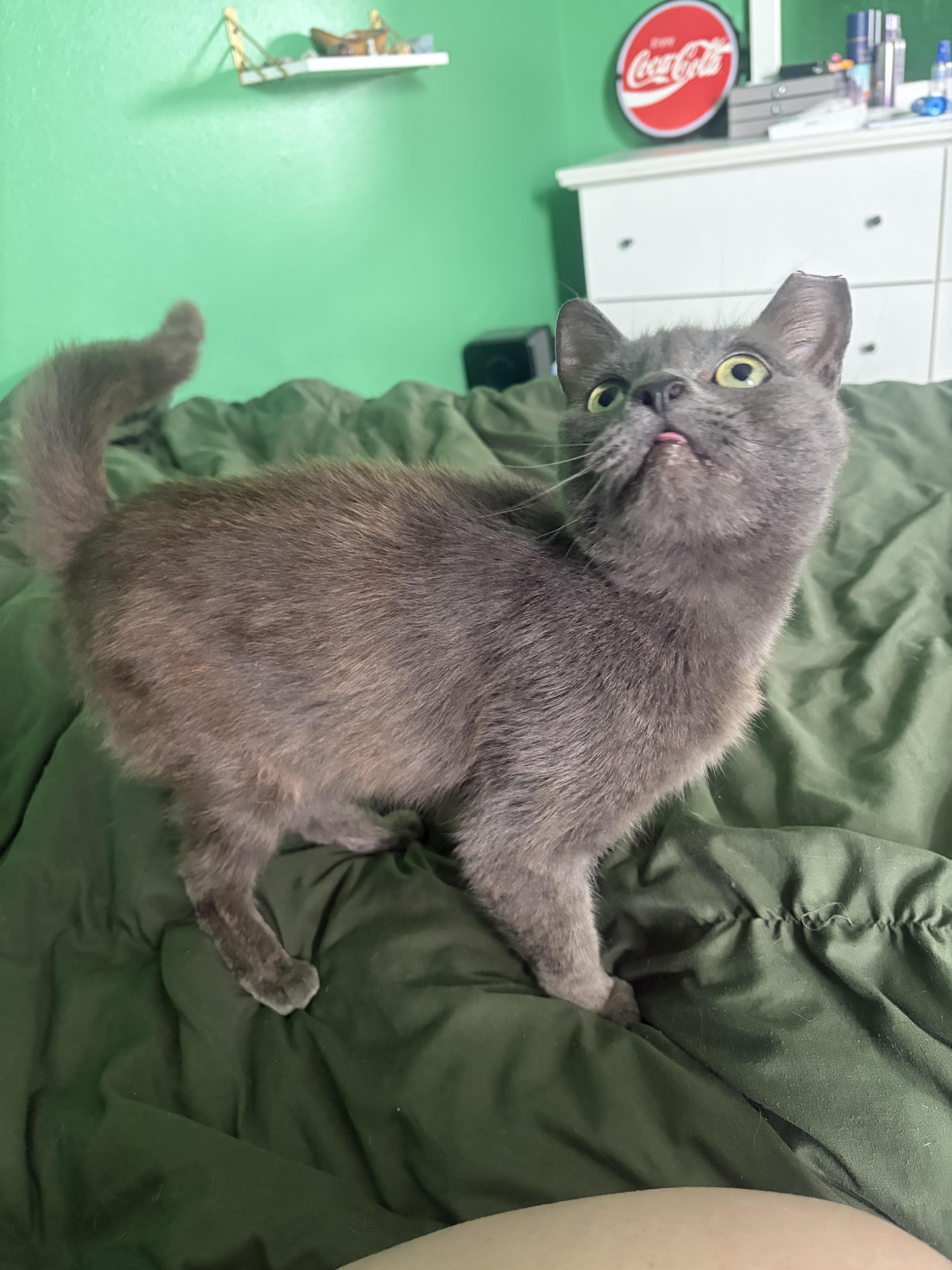 A young medium-sized female Gray / Blue / Silver Russian Blue cat named Charlie for adoption in Ocala, FL