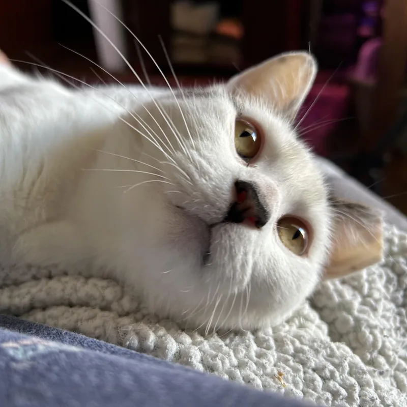 Suki thumbnail 3