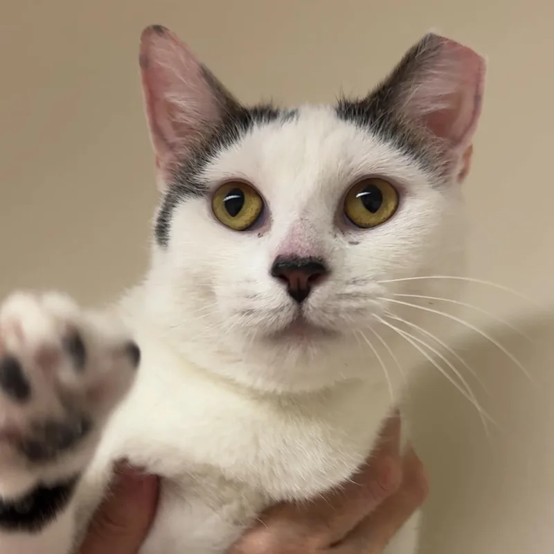 Suki thumbnail 4