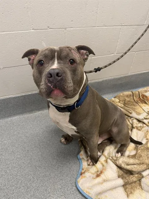 An adult large-sized male Pit Bull Terrier dog named Rocky for adoption in Indianapolis, IN