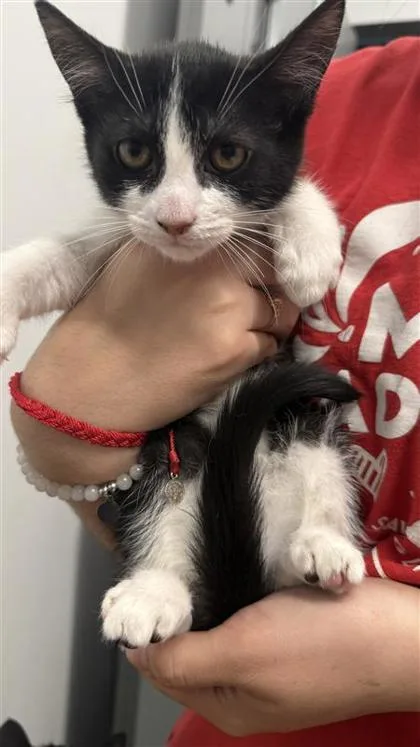 A baby small-sized female Domestic Short Hair cat named Dalilah for adoption in West Chester, PA