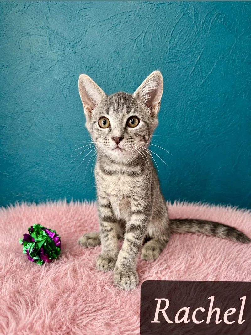 A baby medium-sized female Gray / Blue / Silver Domestic Short Hair cat named Rachel for adoption in Englewood, FL