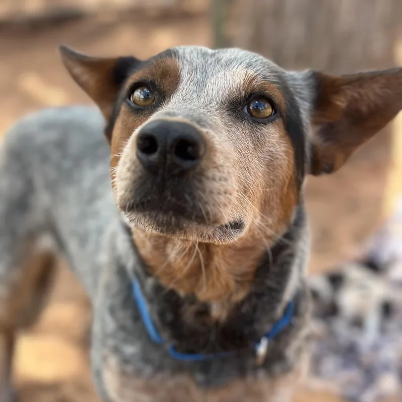 An adult medium-sized female Gray / Blue / Silver Australian Cattle Dog / Blue Heeler dog named Favor for adoption in Branford, CT
