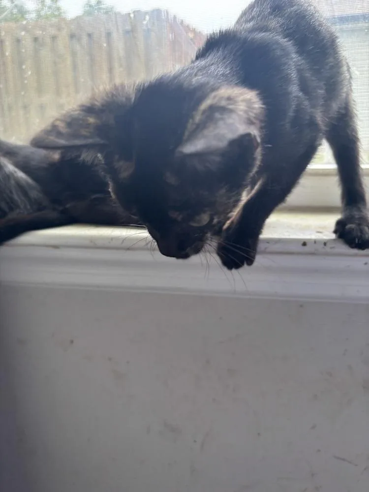 A baby medium-sized female Domestic Short Hair cat named Piccolo for adoption in Salisbury, NC