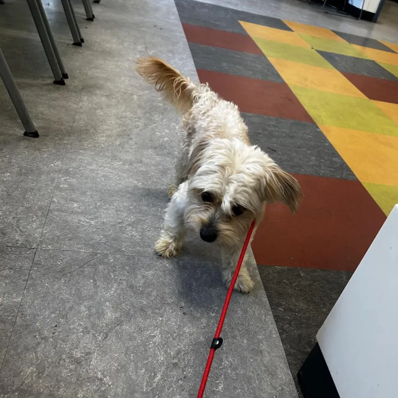 An adult small-sized male Yellow / Tan / Blond / Fawn Mixed Breed dog named Boomer for adoption in Philadelphia, PA