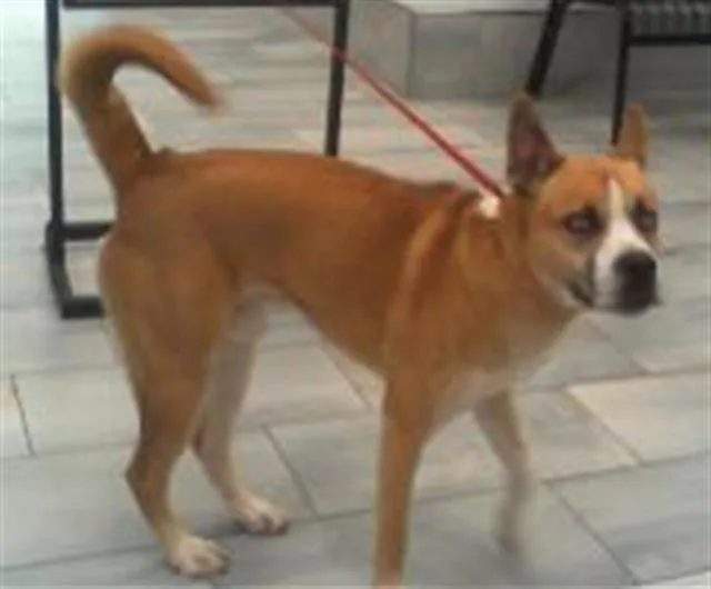 A young large-sized male Siberian Husky dog named A for adoption in Charlotte, NC