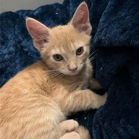 Louie