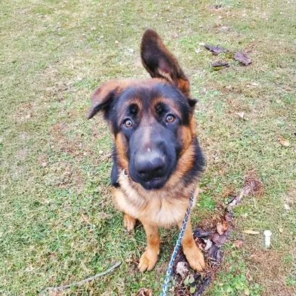 An adult large-sized male German Shepherd Dog dog named Haggie for adoption in Reisterstown, MD