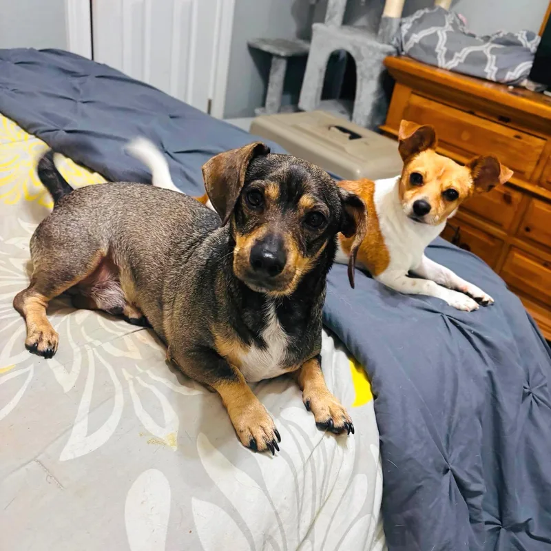 A young small-sized male Golden Dachshund dog named Buddy and Chiquita for adoption in San Antonio, TX