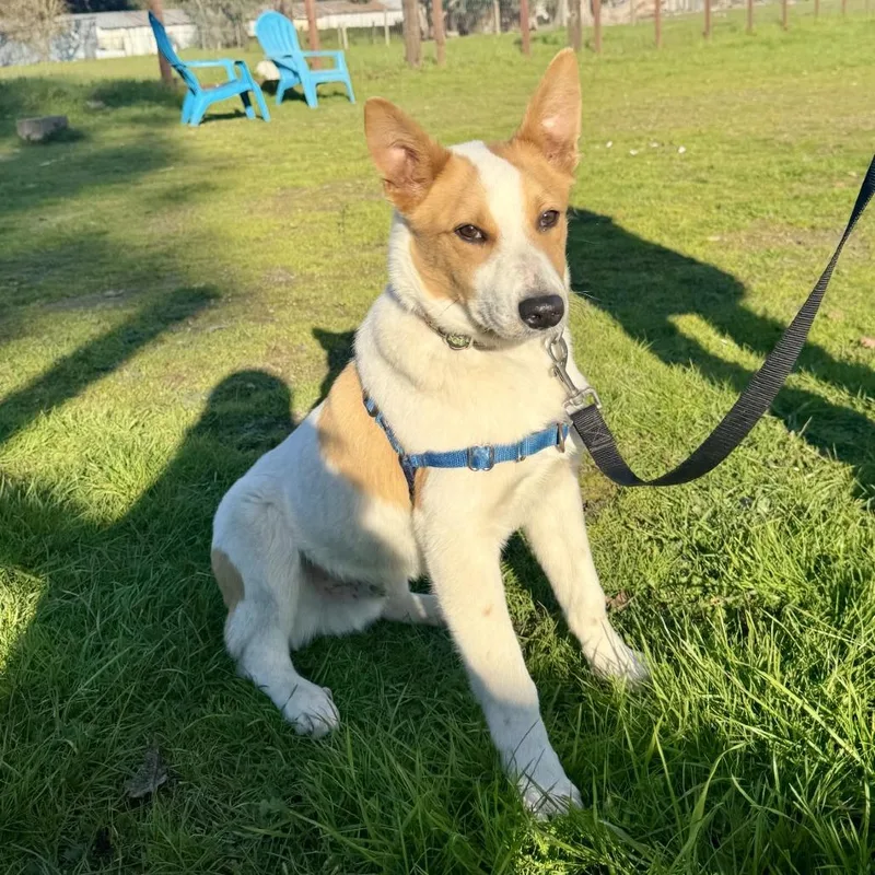 A young medium-sized male White / Cream Cardigan Welsh Corgi dog named Archie for adoption in Sonoma, CA