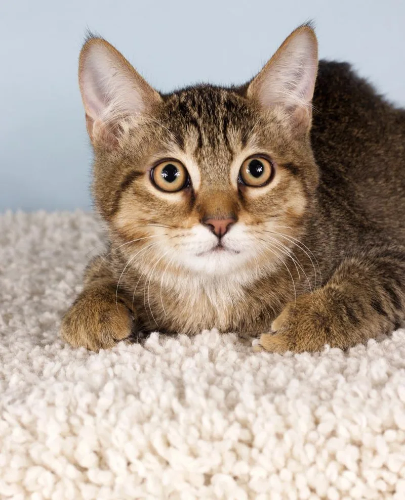 A baby small-sized male Domestic Short Hair cat named Jersey for adoption in Gilbert, AZ