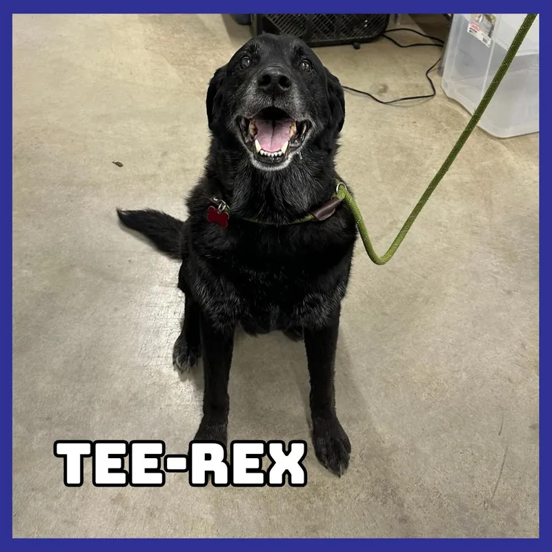 TeeRex