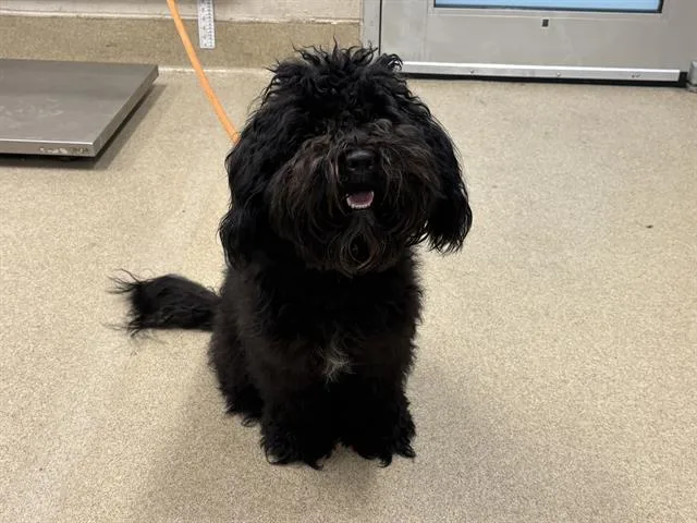 A young small-sized male Poodle dog named Shadow for adoption in Grand Prairie, TX