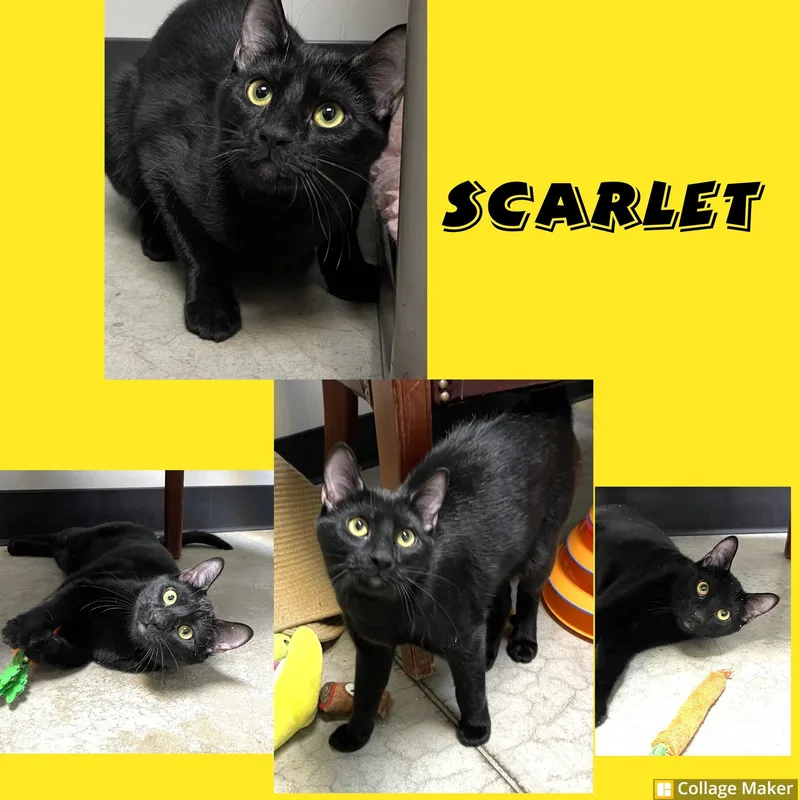 A young medium-sized female Domestic Short Hair cat named Scarlett for adoption in Clearfield, PA