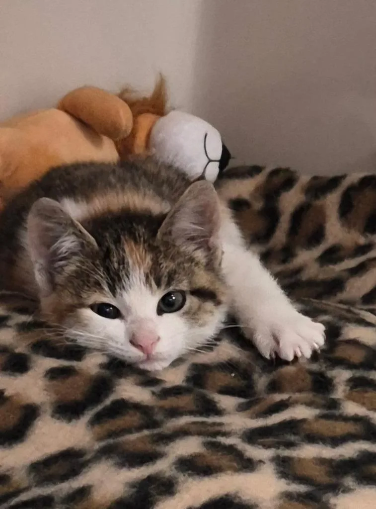 A baby medium-sized female Calico Domestic Short Hair cat named Eden for adoption in Tomah, WI
